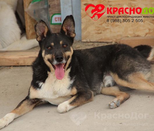 Тенор
