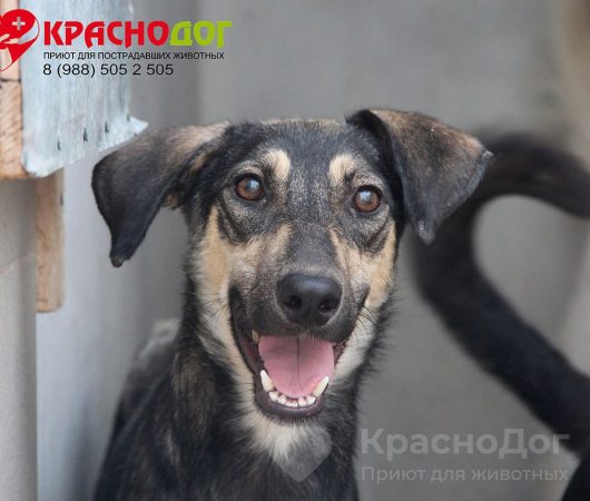 Сержантка