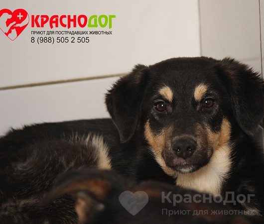 Вафелька