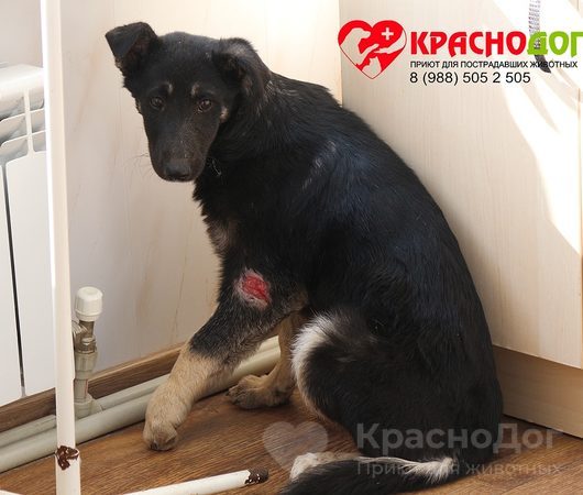 Бетси (Бетти)