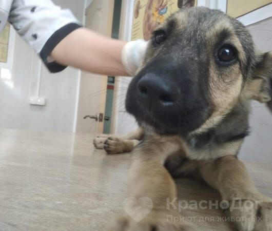 Аманда