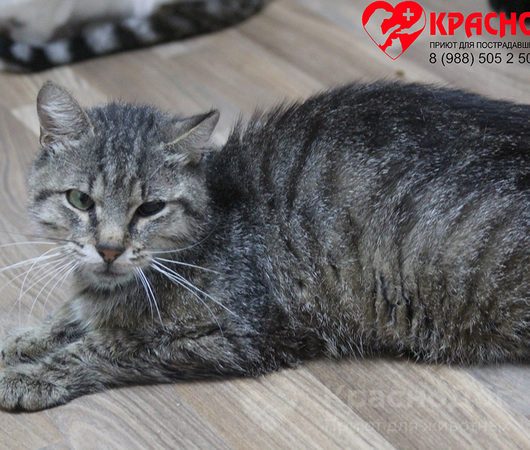 Седик