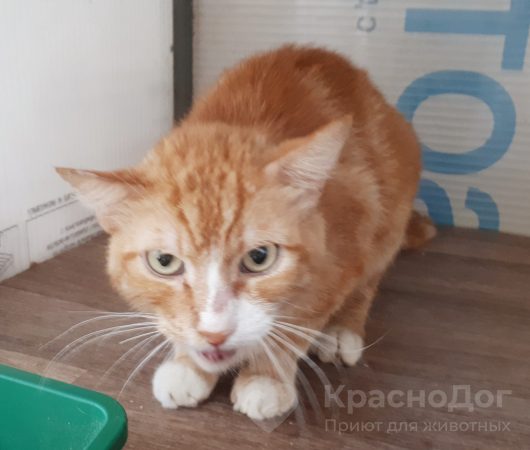Оранж