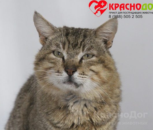 Тигрик