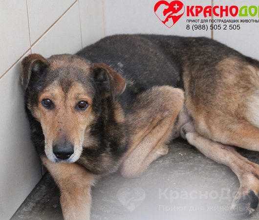 Тузик