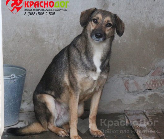 Рэсси