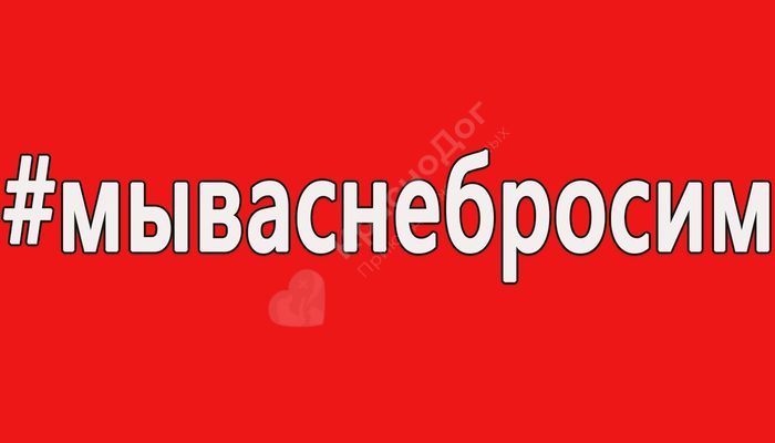 Приют Краснодог просит помощи!